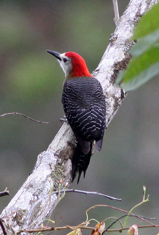 image Jamaican Woodpecker